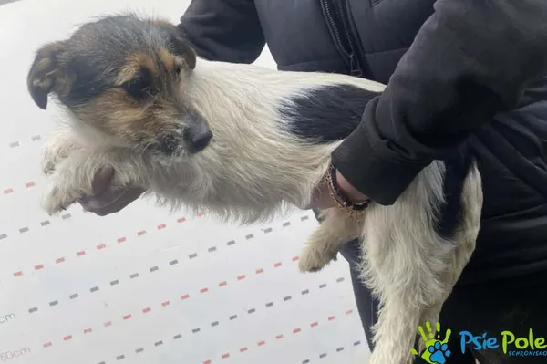 Pies do adopcji, Racławice, 12 lutego 2026 (1/3)