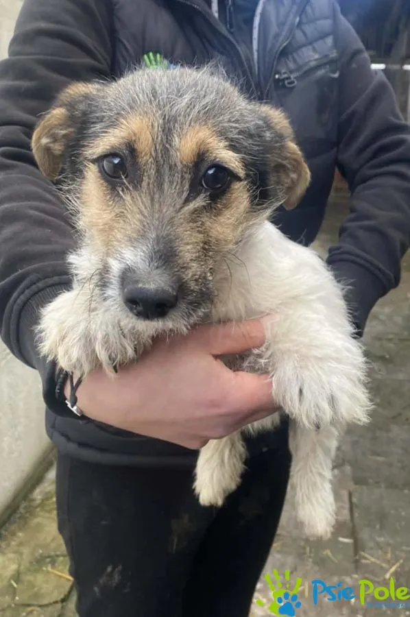 Pies do adopcji, Racławice, 12 lutego 2026 (2/3)