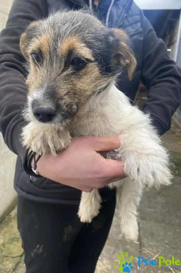 Pies do adopcji, Racławice, 12 lutego 2026 (3/3)