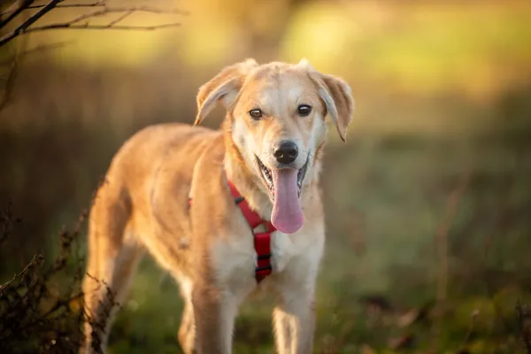 Oddam psa, Warszawa, Górce, 15 lutego 2026 (1/6)