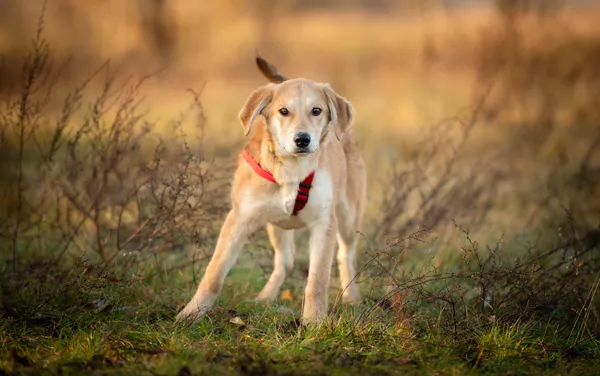 Oddam psa, Warszawa, Górce, 15 lutego 2026 (2/6)