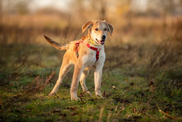 Oddam psa, Warszawa, Górce, 15 lutego 2026 (4/6)