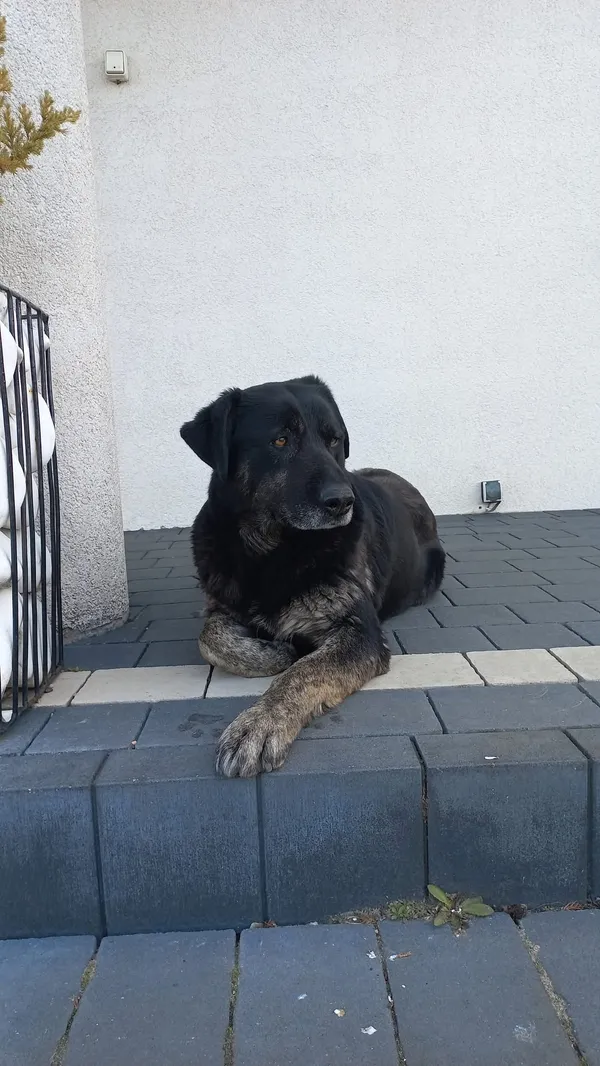 Zaginął pies, Sławsk, 15 lutego 2026 (1/2)