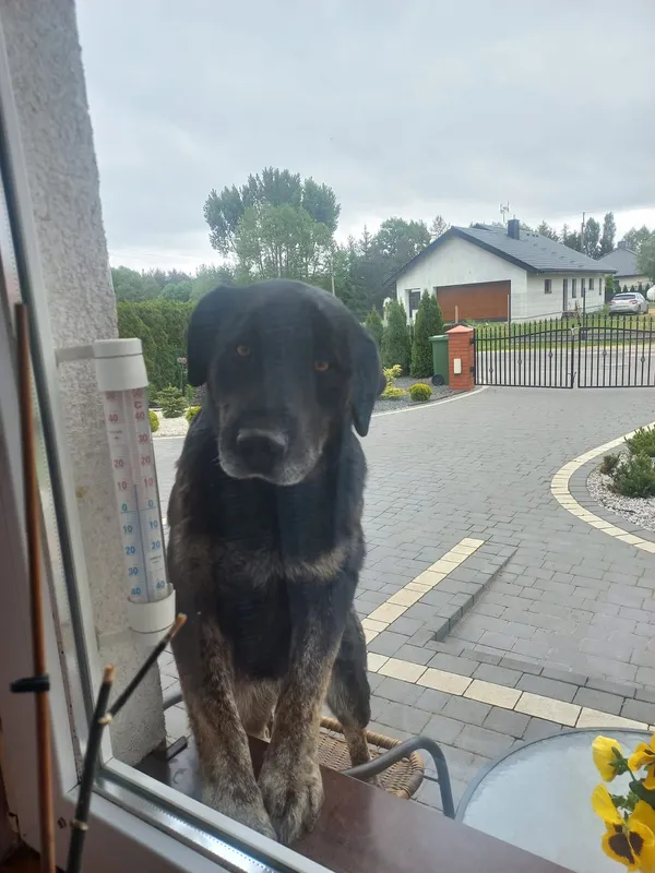 Zaginął pies, Sławsk, 15 lutego 2026 (2/2)