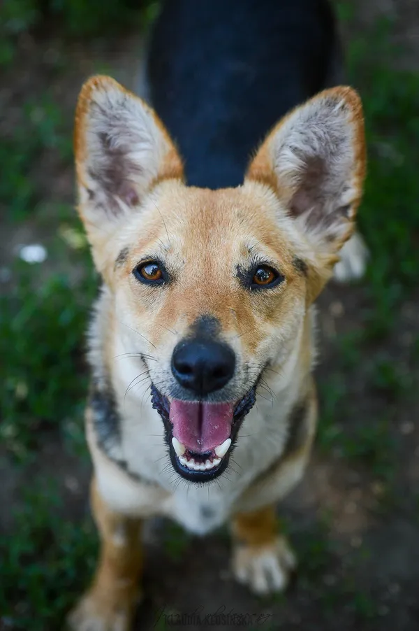 Oddam psa, Janki, 15 lutego 2026 (4/5)