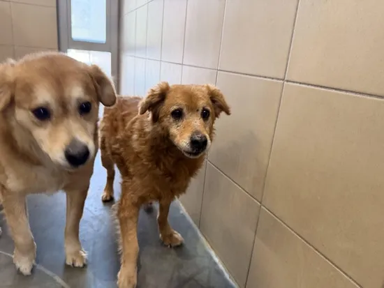 Pies do adopcji, Kraków, 31 stycznia 2026