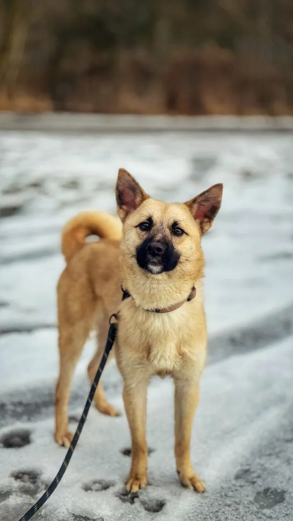 Pies do adopcji, Dłużyna Górna, 14 lutego 2026 (1/5)