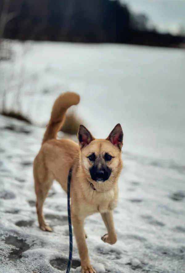 Pies do adopcji, Dłużyna Górna, 14 lutego 2026 (5/5)