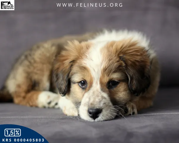 Pies do adopcji, Rzeszów, 15 lutego 2026 (2/5)