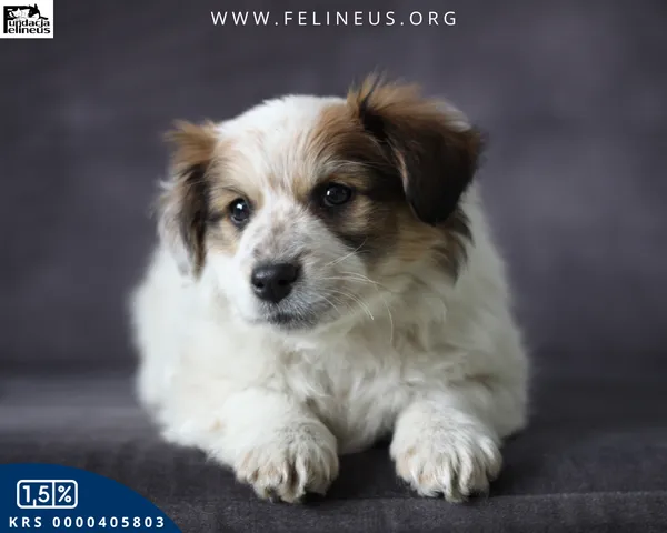 Pies do adopcji, Rzeszów, 15 lutego 2026 (1/5)