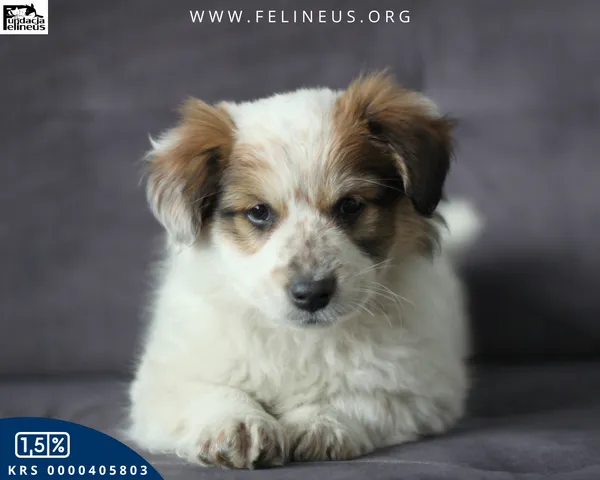 Pies do adopcji, Rzeszów, 15 lutego 2026 (4/5)