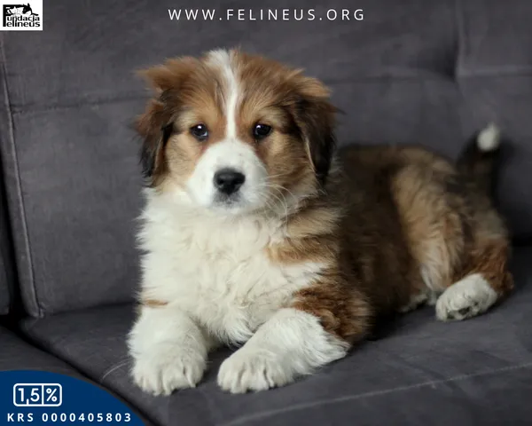 Pies do adopcji, Rzeszów, 15 lutego 2026 (1/5)