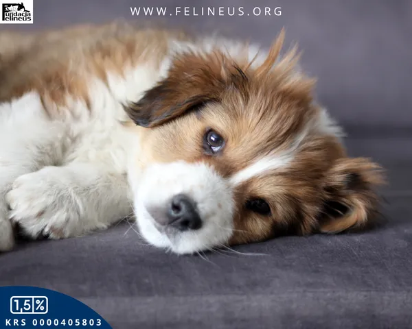 Pies do adopcji, Rzeszów, 15 lutego 2026 (2/5)