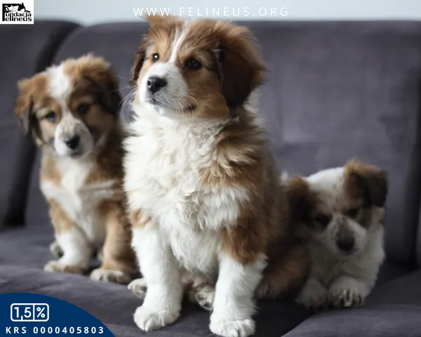 Pies do adopcji, Rzeszów, 15 lutego 2026 (3/5)