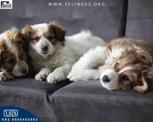 Pies do adopcji, Rzeszów, 15 lutego 2026 (4/5)