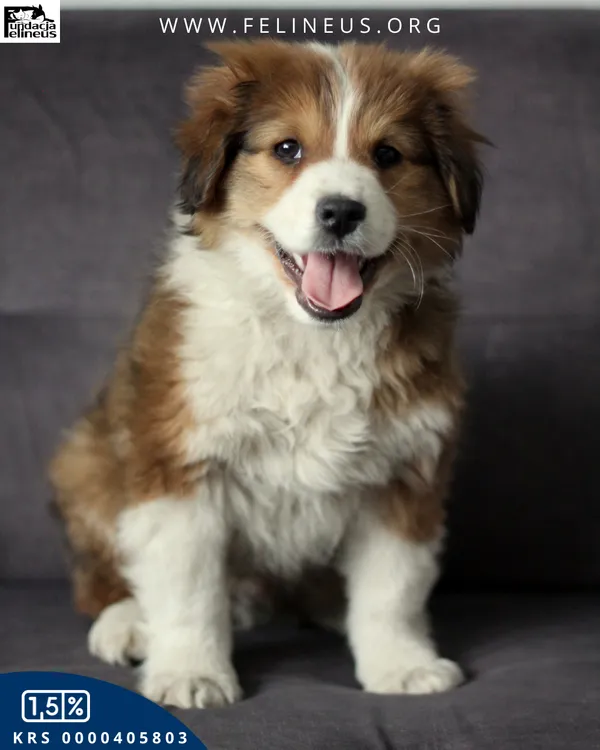 Pies do adopcji, Rzeszów, 15 lutego 2026 (5/5)