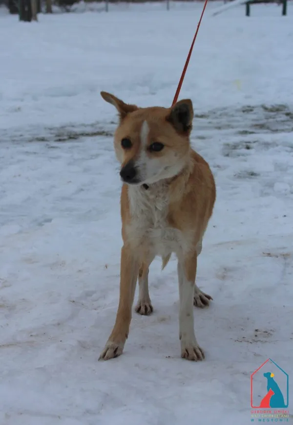 Pies do adopcji, Grudziądz, 23 stycznia 2026