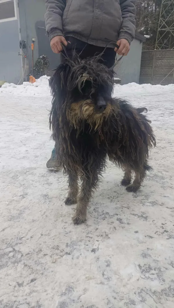 Pies do adopcji, Zgierz, 5 lutego 2026 (1/3)