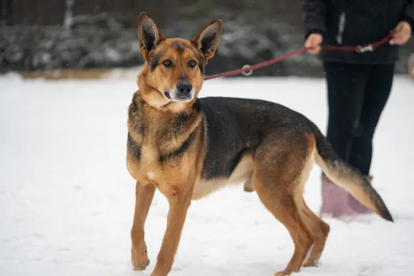 Pies do adopcji, Zgierz, 29 stycznia 2026 (1/5)