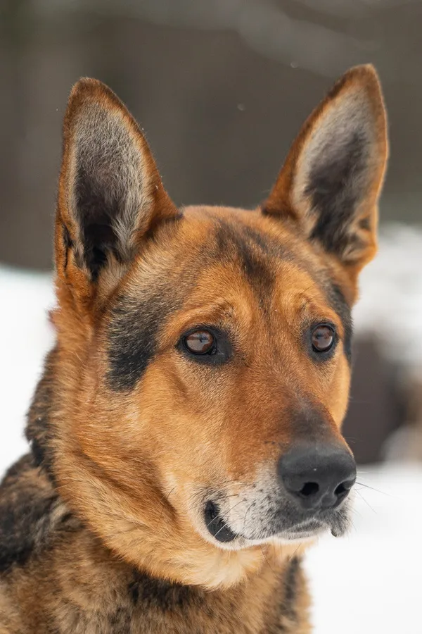 Pies do adopcji, Zgierz, 29 stycznia 2026 (3/5)