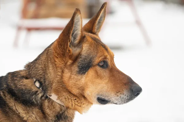 Pies do adopcji, Zgierz, 29 stycznia 2026 (4/5)