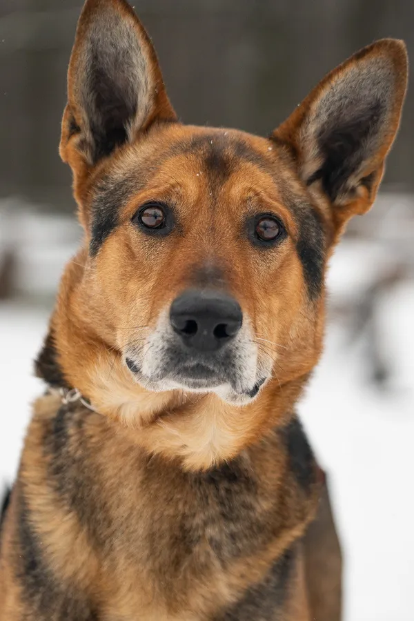 Pies do adopcji, Zgierz, 29 stycznia 2026 (5/5)