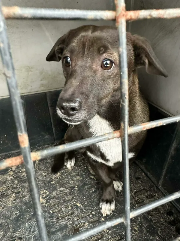 Pies do adopcji, Zgierz, 15 lutego 2026