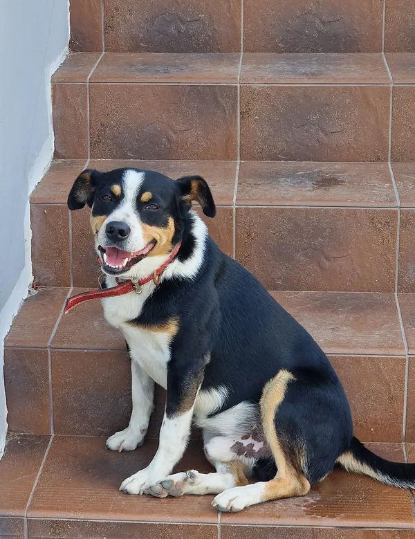 Zaginął pies, Wisła Mała, 16 lutego 2026