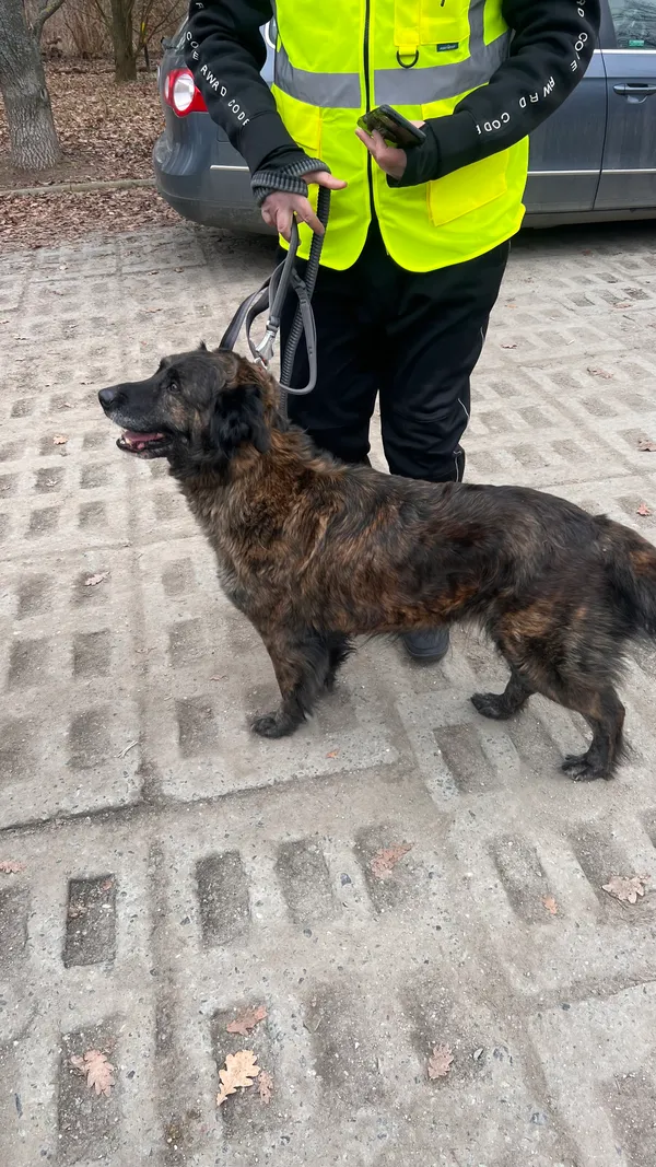 Znaleziono psa, Wrocław, Trójkąt, 16 lutego 2026 (1/3)