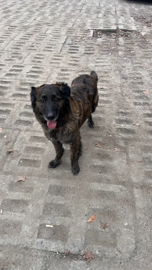 Znaleziono psa, Wrocław, Trójkąt, 16 lutego 2026 (2/3)