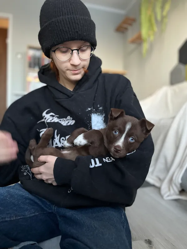 Pies do adopcji, Nowodwór, 15 lutego 2026 (2/5)