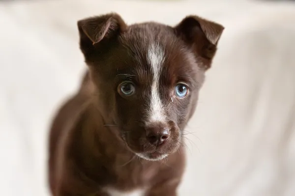 Pies do adopcji, Nowodwór, 15 lutego 2026 (3/5)