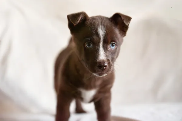 Pies do adopcji, Nowodwór, 15 lutego 2026 (4/5)