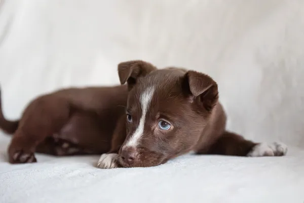 Pies do adopcji, Nowodwór, 15 lutego 2026 (5/5)