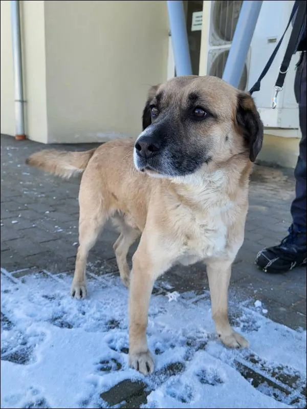 Znaleziono psa, Grudziądz, 15 lutego 2026