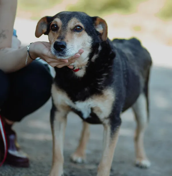 Oddam psa, województwo mazowieckie, Kobiałka, 16 lutego 2026 (1/2)