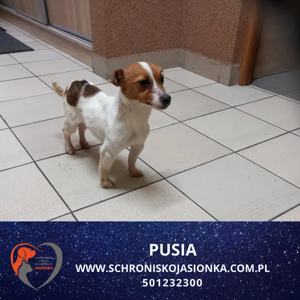 Pies do adopcji, Dębniak, 14 lutego 2026