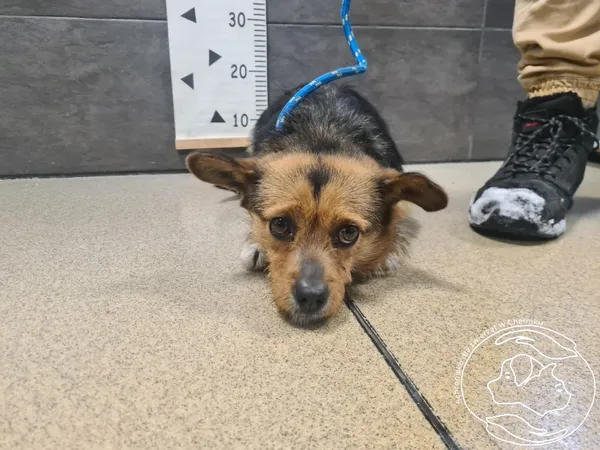 Znaleziono psa, Chełmek, 16 lutego 2026