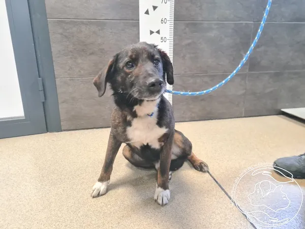 Znaleziono psa, Chełmek, 16 lutego 2026