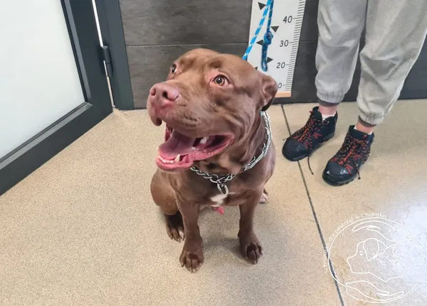 Znaleziono psa, Chełmek, 15 lutego 2026