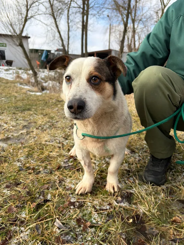 Pies do adopcji, Bełchatów, 21 stycznia 2026 (1/5)