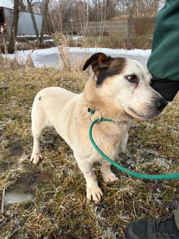 Pies do adopcji, Bełchatów, 21 stycznia 2026 (2/5)