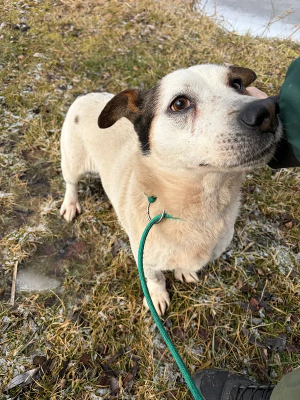 Pies do adopcji, Bełchatów, 21 stycznia 2026 (3/5)