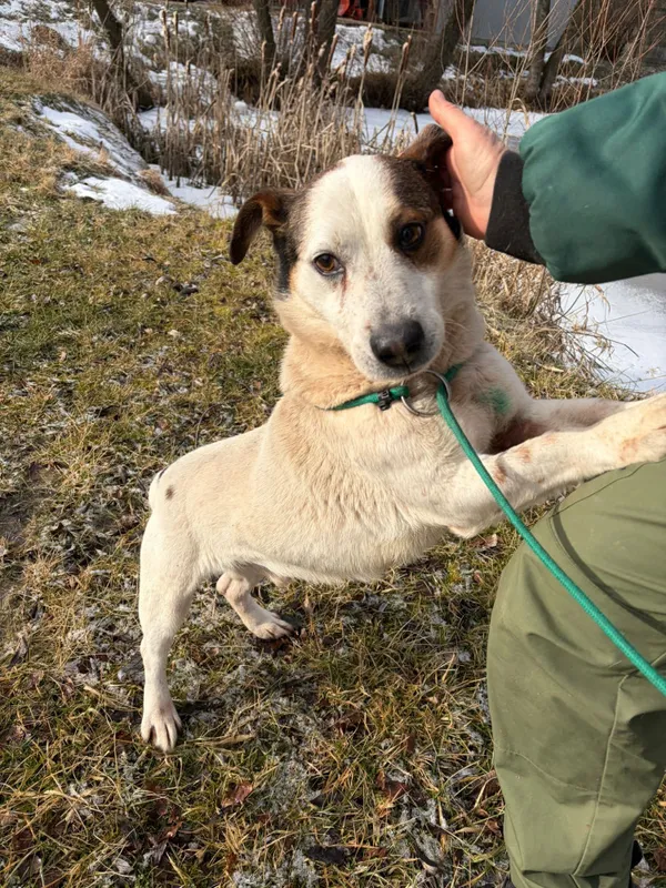 Pies do adopcji, Bełchatów, 21 stycznia 2026 (5/5)