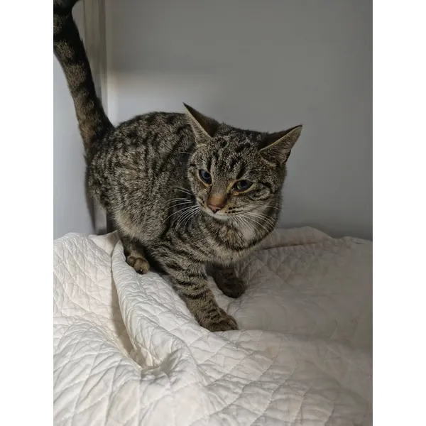 Znaleziono kota, Białystok, 15 lutego 2026