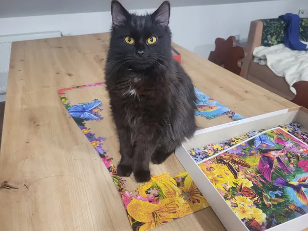 Zaginął kot, Mielec, Smoczka, 16 lutego 2026