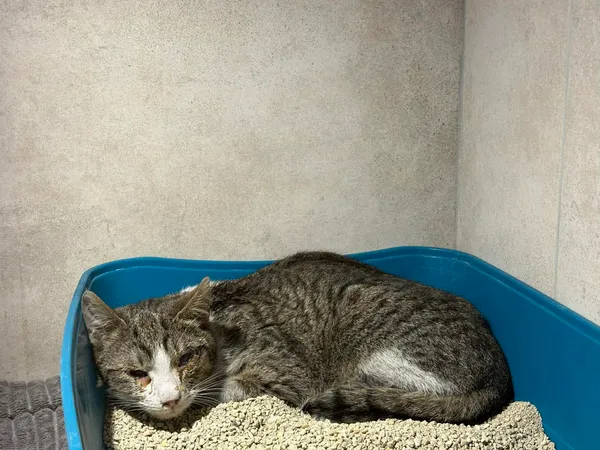 Znaleziono kota, Sosnowiec, 13 lutego 2026