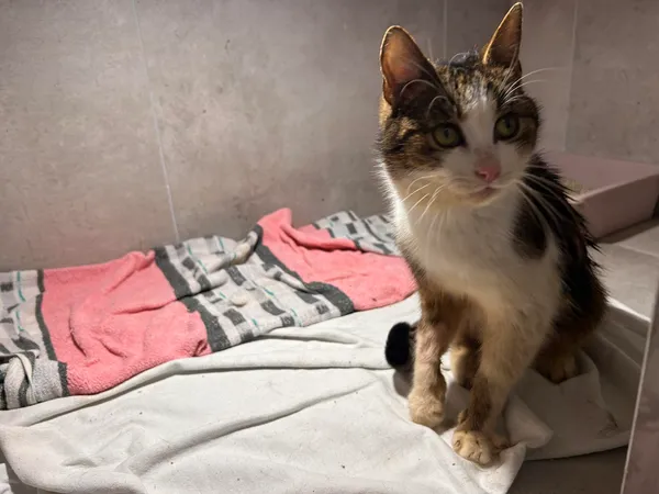 Znaleziono kota, Sosnowiec, 12 lutego 2026