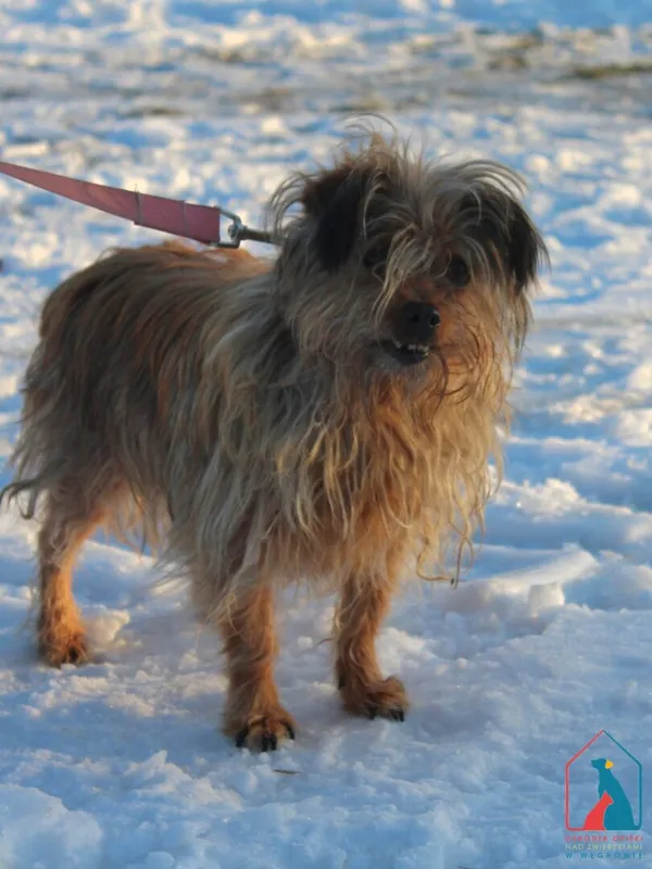 Pies do adopcji, Grudziądz, 19 stycznia 2026