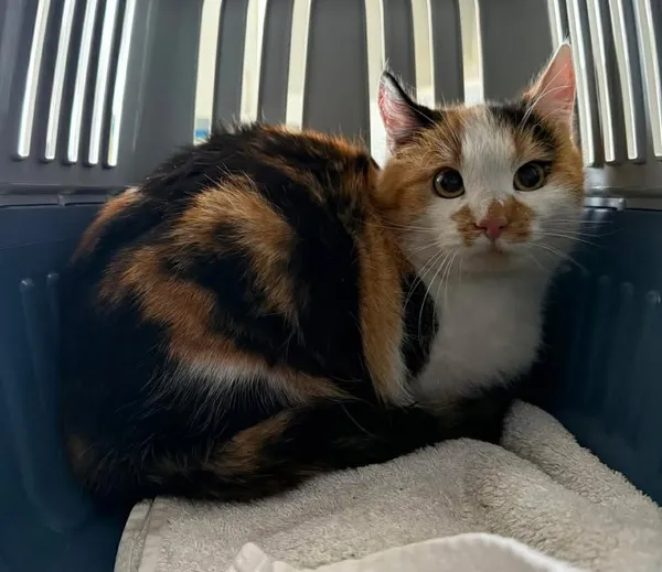 Znaleziono kota, Lublin, 16 lutego 2026